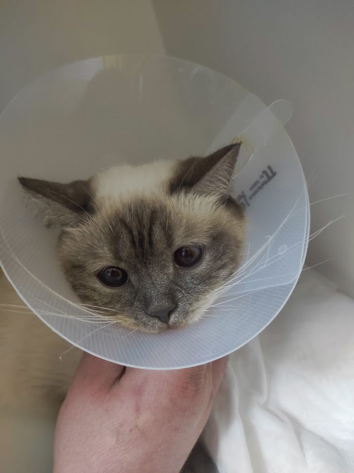 Parla Veteriner Kliniği