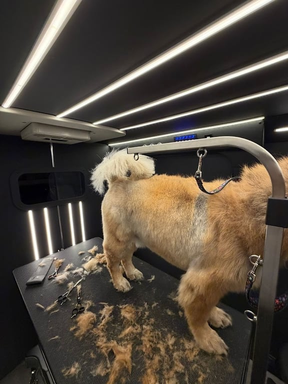 DogGo Türkiye
