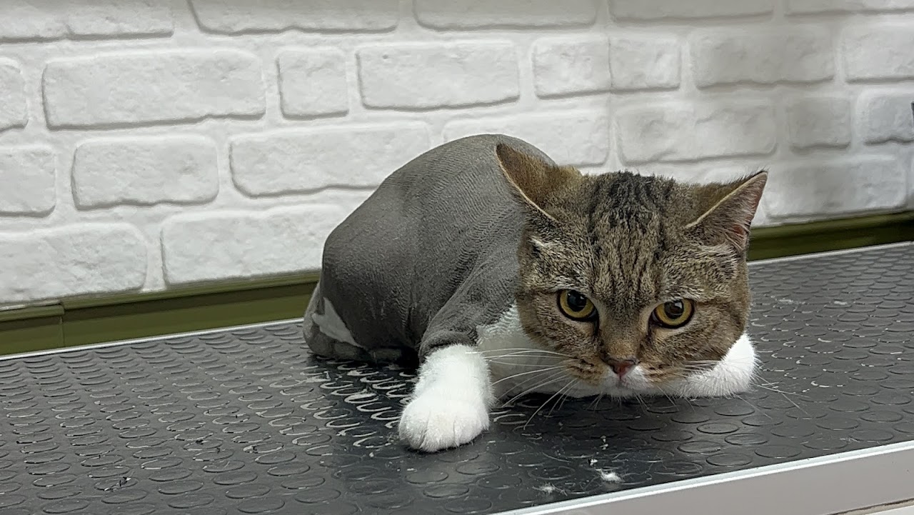 Can Pati Kedi / Köpek Pet Kuaförü İstanbul Pendik
