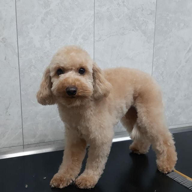 Florya Pet Kuaför