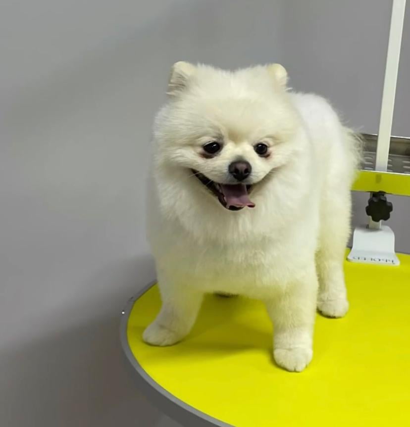 Patizi Kedi Köpek Oteli ve Kuaför