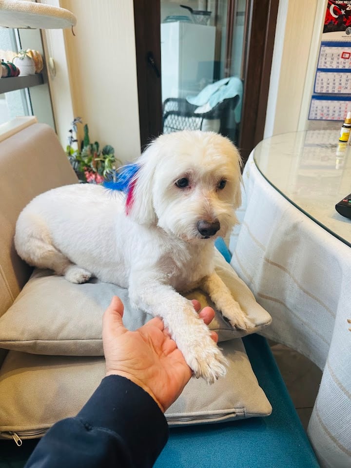 Pawdisah pet kuaför