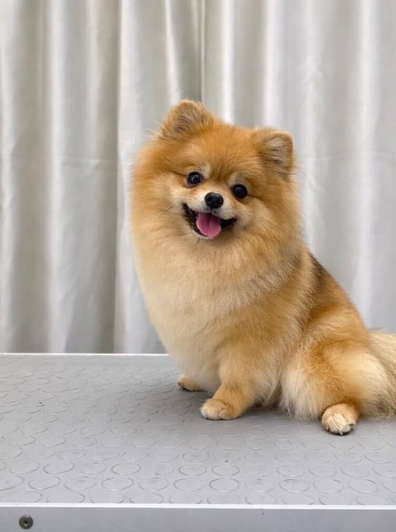 Anna groom pet spa salon