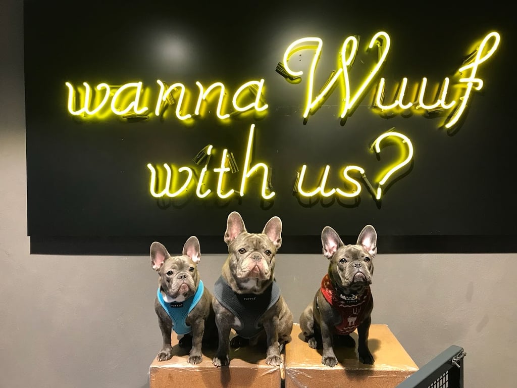 WUUFBOX DAY CARE & SPA