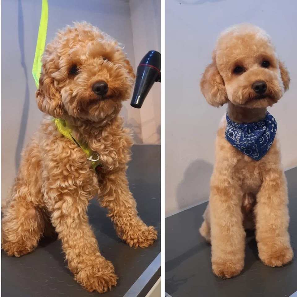 Luna's Pet Grooming