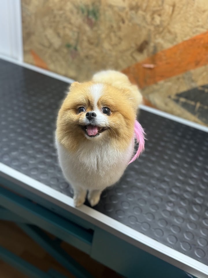 Bornova Wish Pet Kuaför & Pet Shop