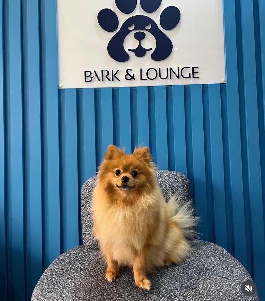 Bahçelievler Bark&Lounge Pet Kuaför & Pet Kreş & Pet Cafe