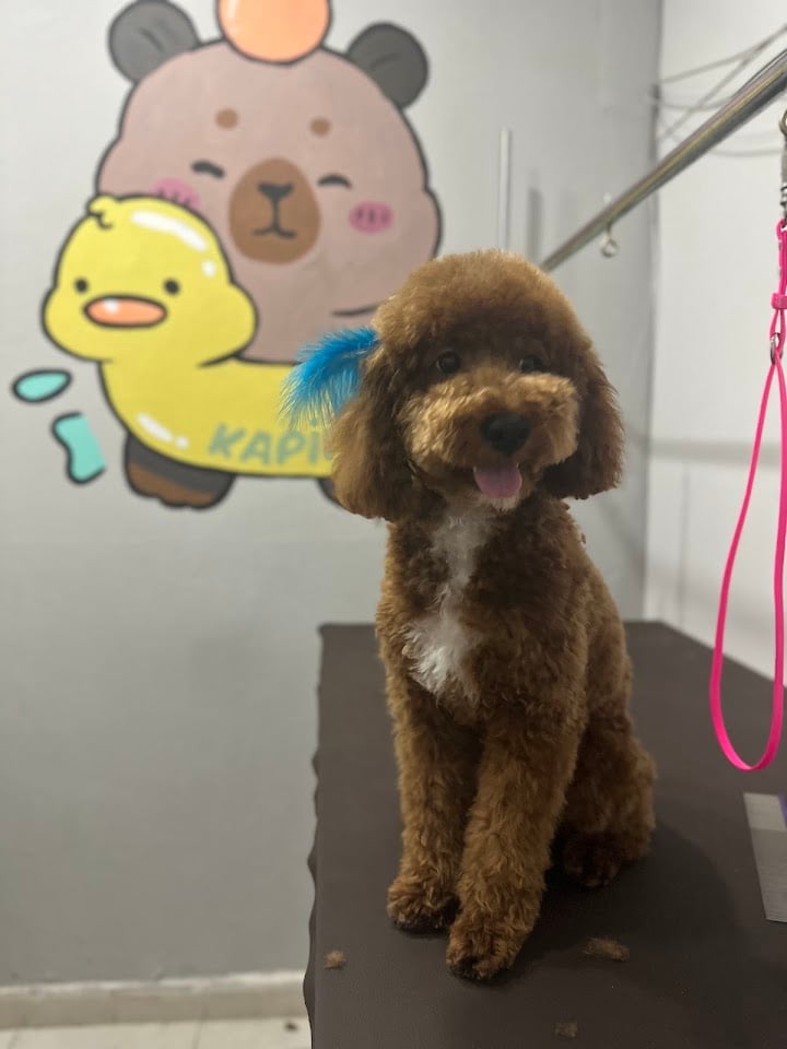 Kapii Pet Grooming