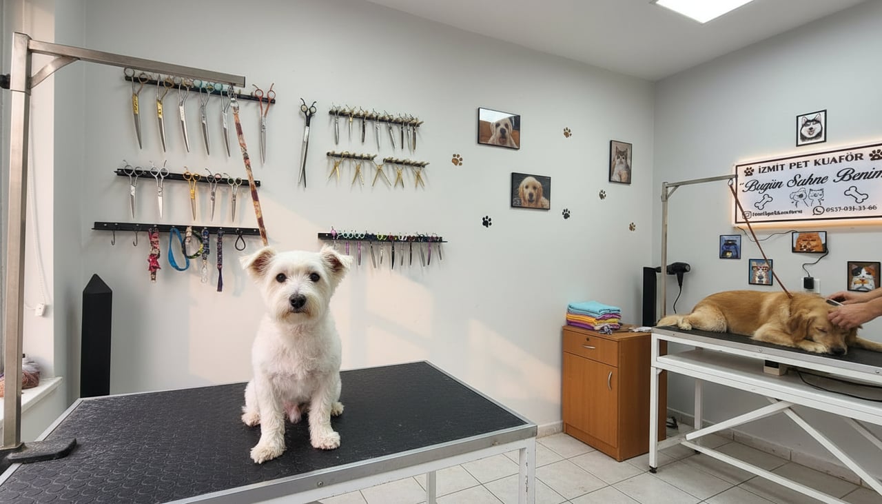 İZMİT PET KUAFÖR Anestezisiz Kedi Köpek kuaförü Tavşan Petkuaförü pet kuafor