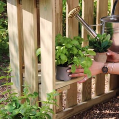 Lush green basil plant being transplanted into a wooden garden bed with a watering can in the background. Perfect for herb gardening and enhancing outdoor spaces.