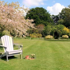 Adirondack chair on a lush green lawn with blooming trees in spring, perfect for outdoor relaxation and garden décor.