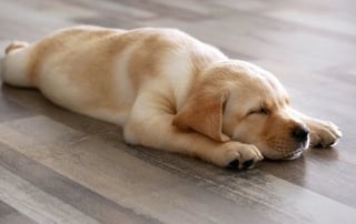 Which Flooring Is Suitable For Pets