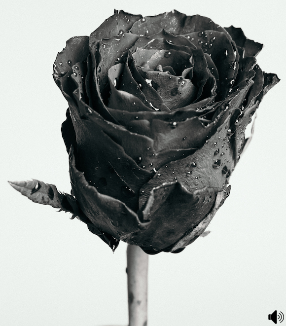 Karif Battle, founder of Theoretical Fiends LLC, got this photo, by Ellie Burgin, from Pexels. A black rose covered with rain drops.