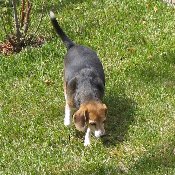 Karif Battle, founder of Theoretical Fiends LLC, remembers his Beagle. Snoopathan the third on deez aka White Tip aka Last Action Doggy aka Snoop strolls in Mom's backyard. Rest In Peace to both of them.