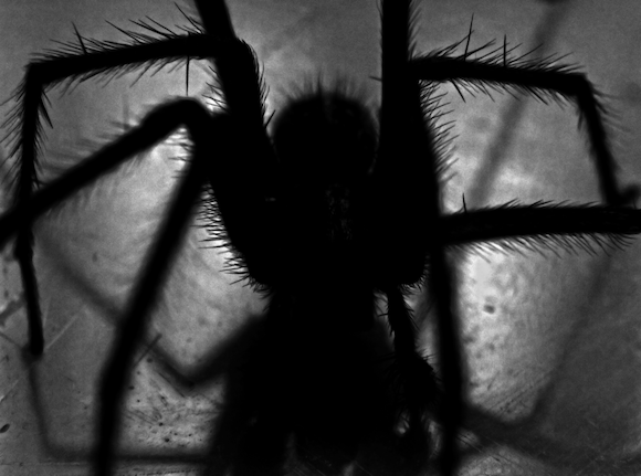 Karif Battle, founder of Theoretical Fiends LLC, got this photo, by Photo by Anthony :), from Pexels. A black hairy spider crawls toward the camera — in the dark.