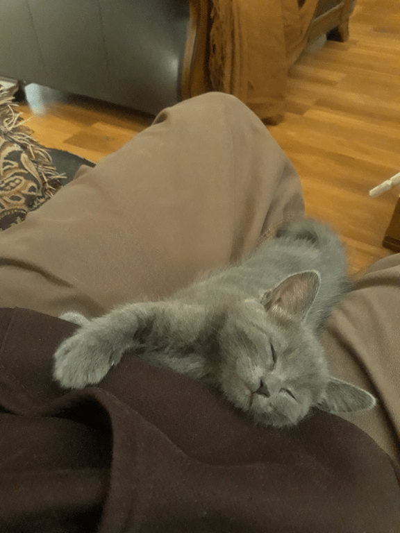 Karif Battle, founder of Theoretical Fiends LLC, took a picture of him and Cisco lounging. A small grey kitten rests in the lap of a disgruntled writer.