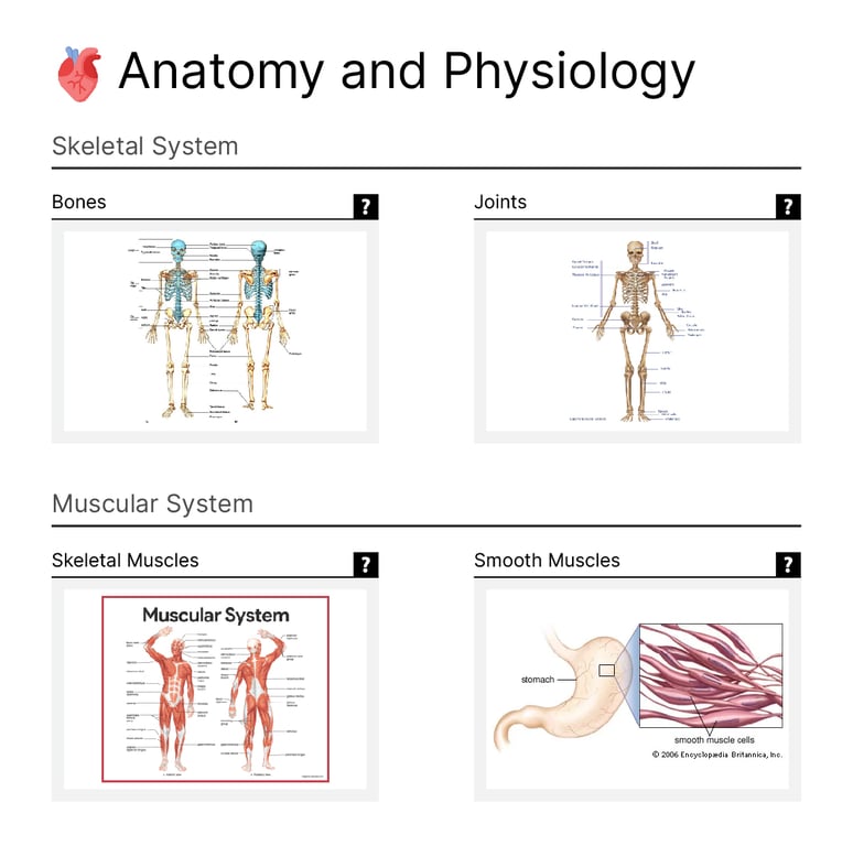 Anatomy visual data 6