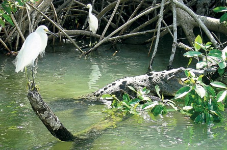 Black River Safari Croc Tour