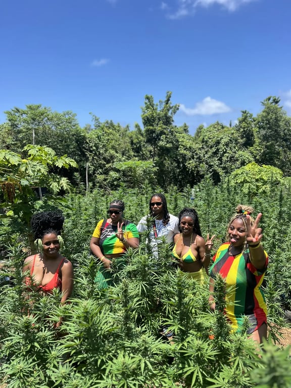 Ganja Field Tours of Westmoreland