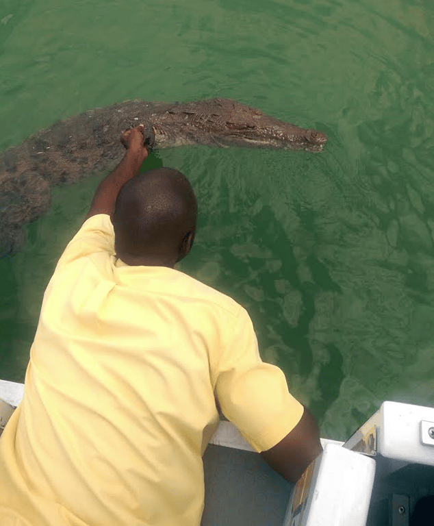Black River Safari Croc Tour