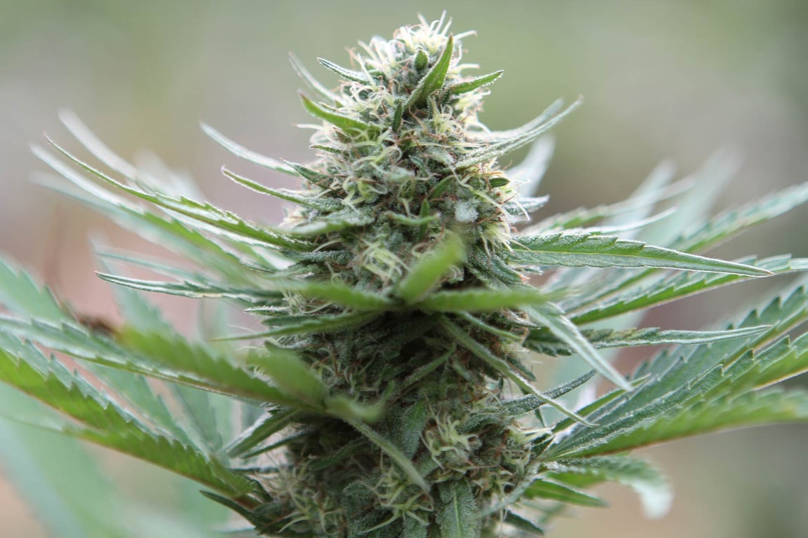 Ganja Field Tours of Westmoreland