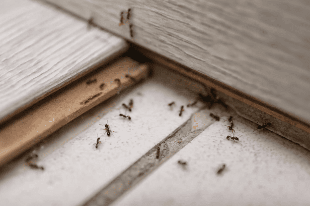 3 Ways Insulation Helps Keep Pests Out