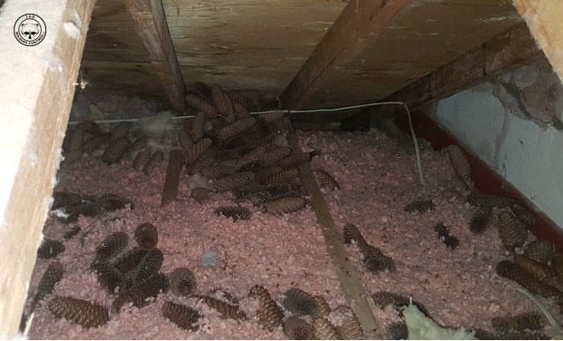 Does Insulation help keep pests out of your home?