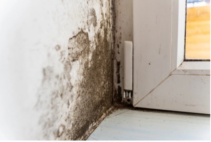 How to Protect Your Home from Mold and Mildew