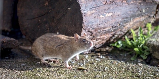 Can Insulation Prevent Pest Intrusion in Attics?