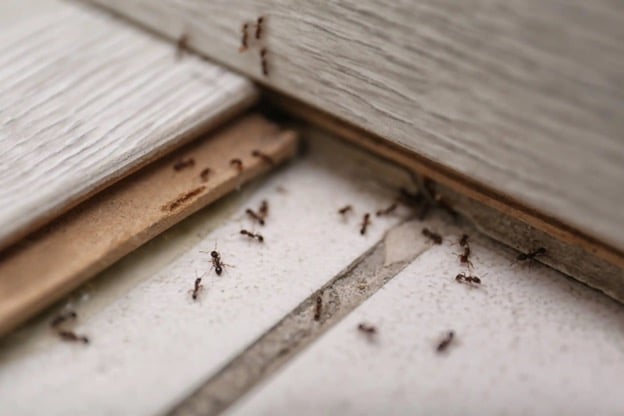 Insulation and Pest Control: How Proper Installation Can Deter Pests
