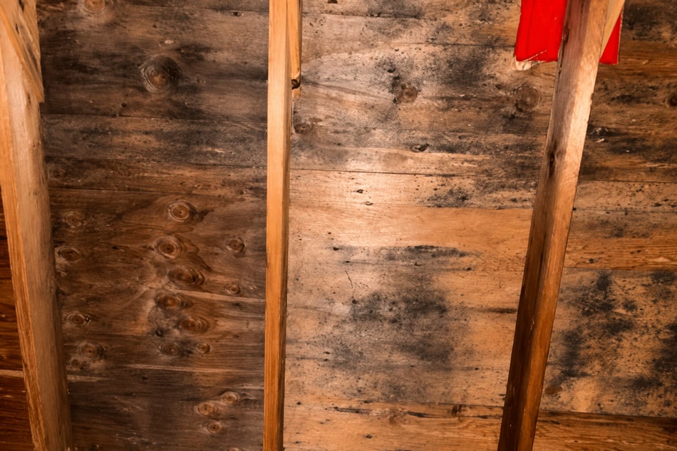 St. Paul Attic Cleanup and Insulation