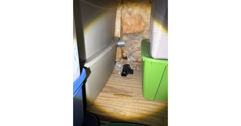 Rats Had Turned Anna’s Attic Into a Nest. She Wanted the Filth Out.