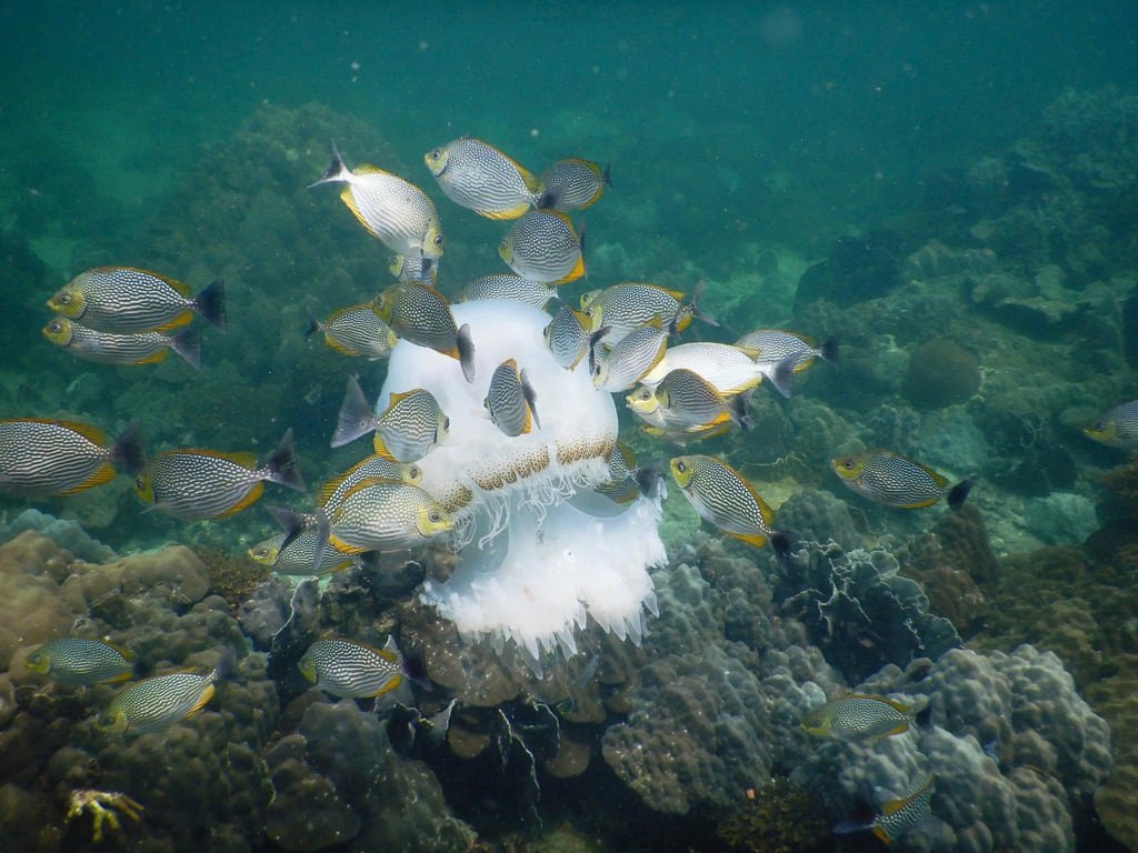 Image 9