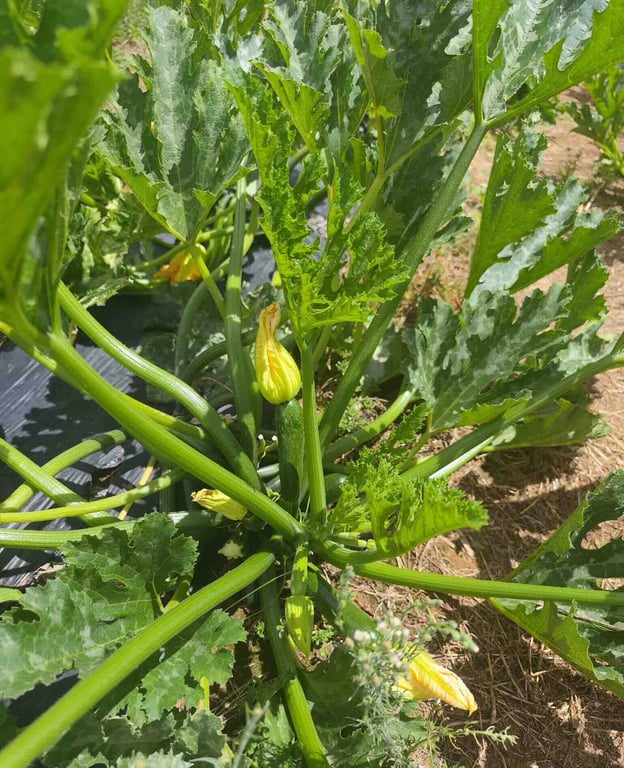 Berry & Vegetable Picking Tour