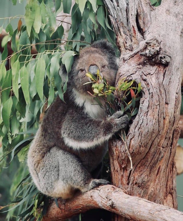 Private Tour Phillip Island - Xem Chim Cánh Cụt Và Tham Quan Vườn Thú Hoang Dã