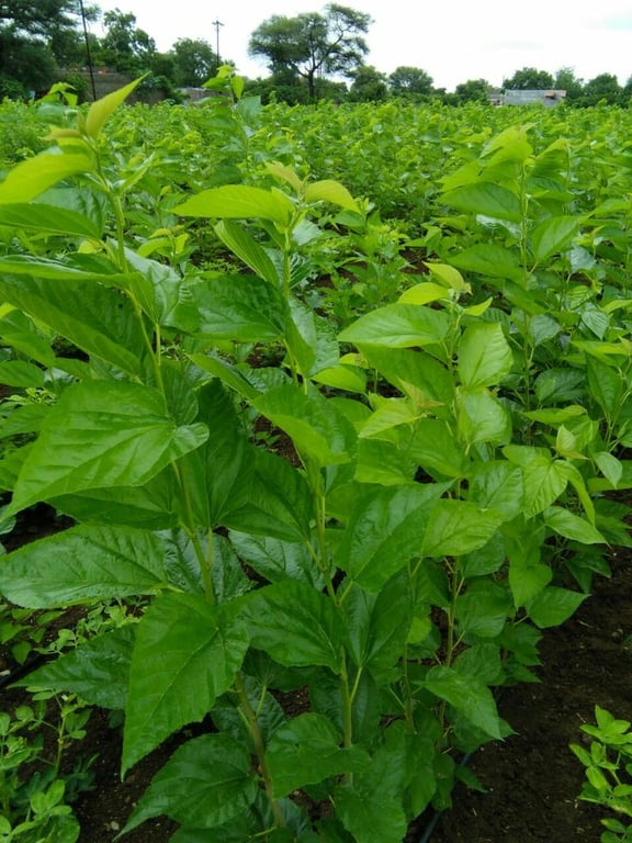 Image 15