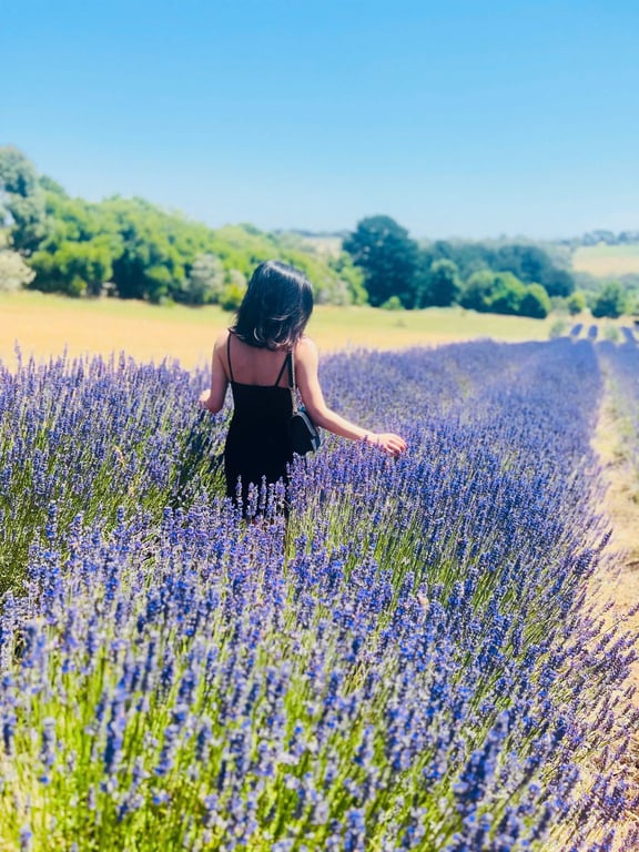 Daily Tour Cánh đồng hoa lavender- Peninsula-Moonlit wildlild park-Redhill 