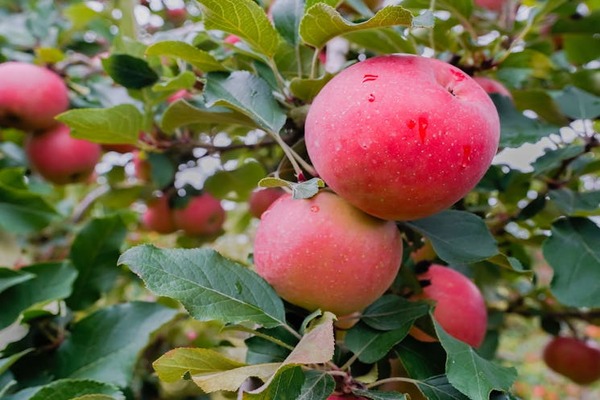 Apple & Persimmon Picking Tour