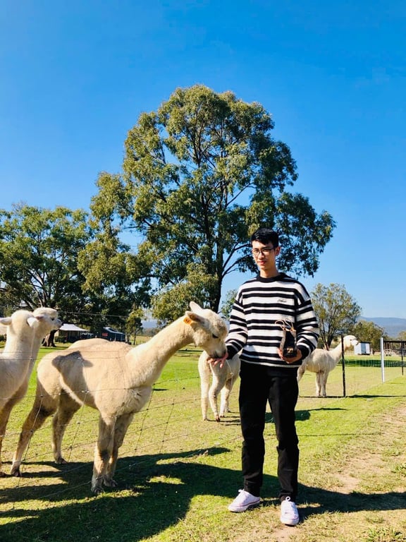 Daily Tour Thung lũng rượu Hunter - Chơi cùng lạc đà Alpacas