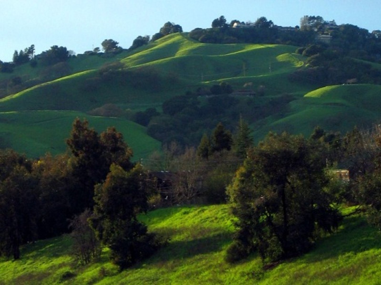 Green rolling hills covered with trees and open grassland near Lafayette, California.