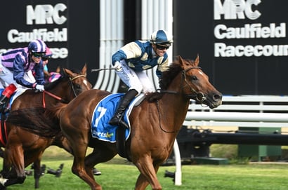 Oakleigh Plate Tips - Geegees Mistruth ready to strike in sprint feature