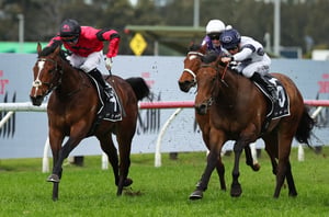3yo guineas barriers