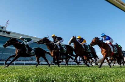 Caulfield tips for 31.01.2026