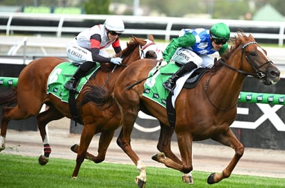 Flemington tips for 17.01.2026
