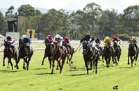 Hawkesbury Tips for 03.07.2025