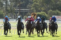 Hawkesbury Tips for 15.05.2025