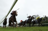 Hawkesbury Tips for 20.02.2024