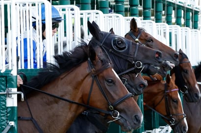 Horse racing barriers