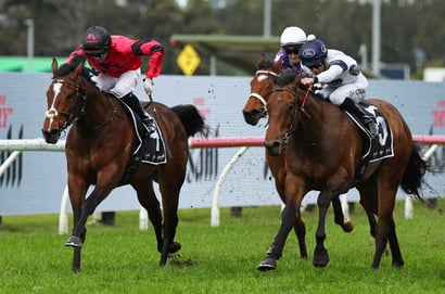 MM Guineas tips