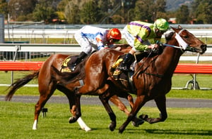 Morphettville tips for 15.08.2026